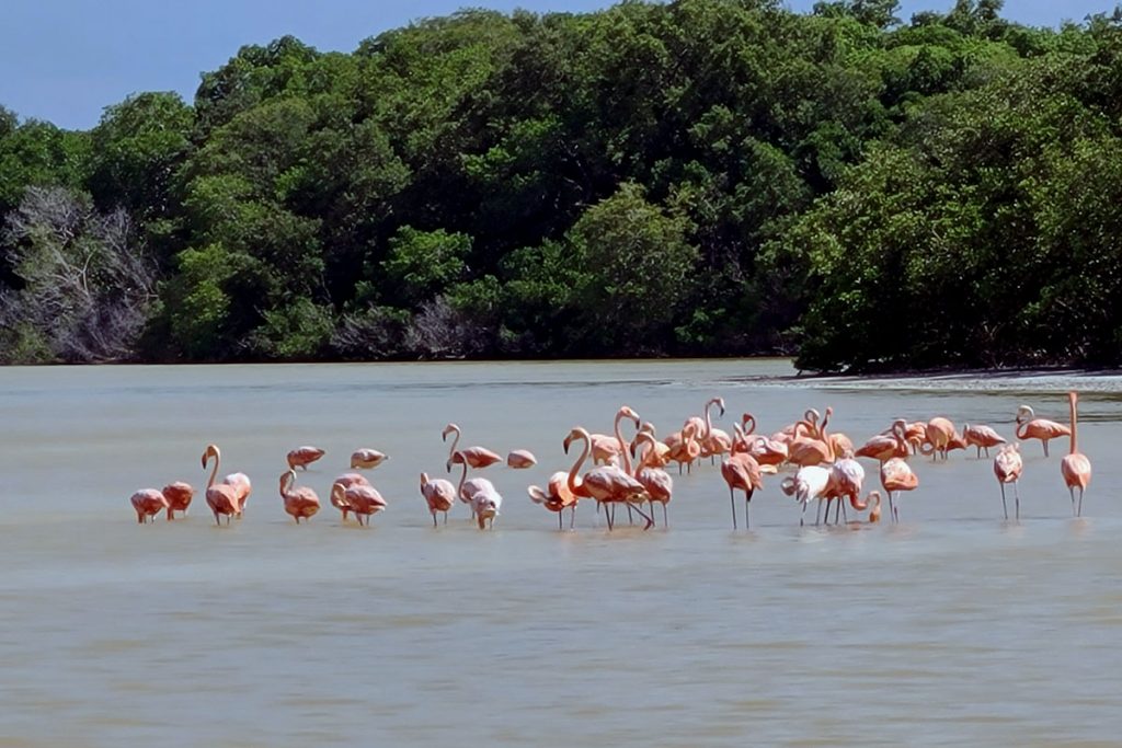 Pink Flamingos Celstun